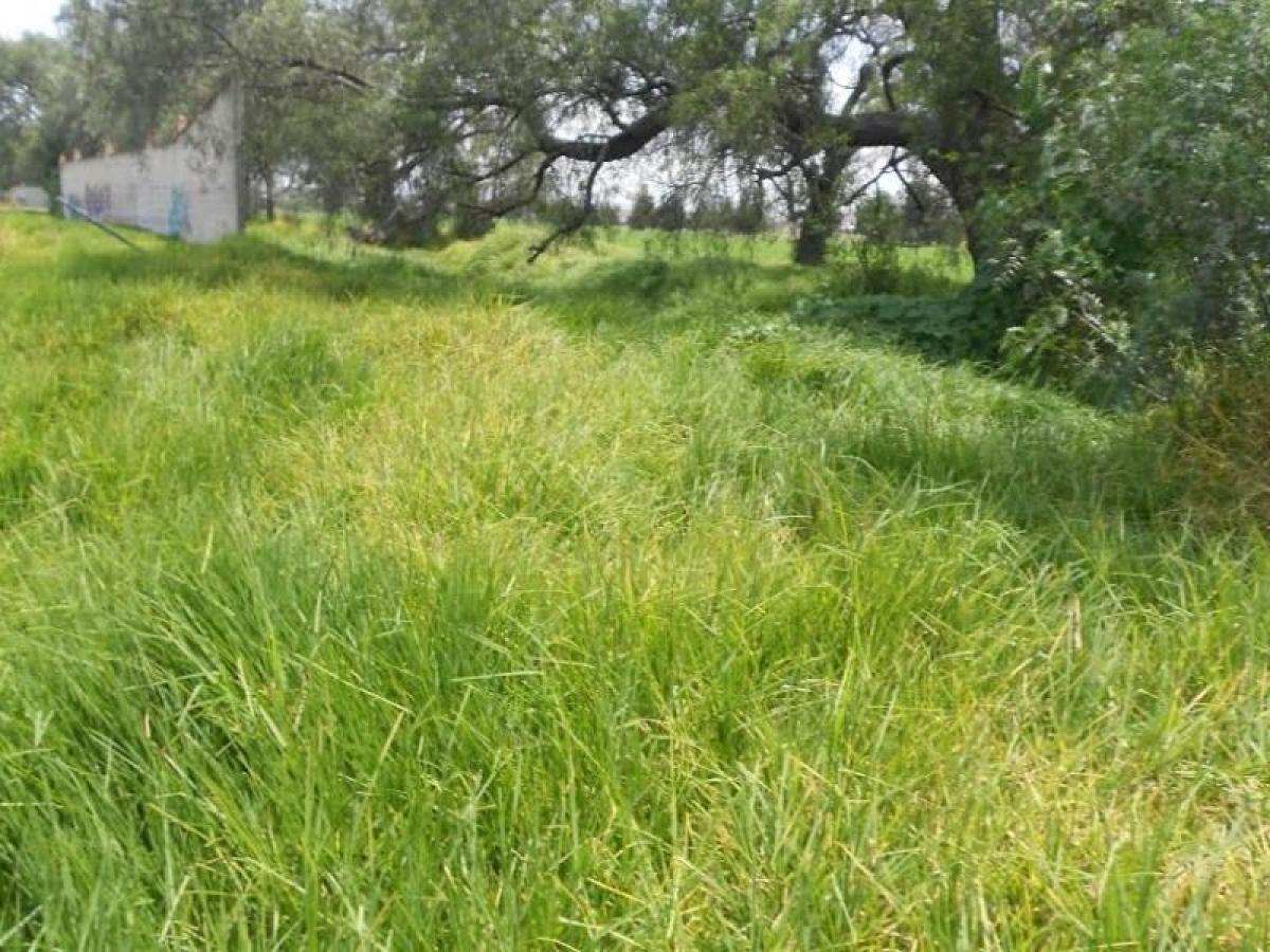  Land in Mexico No. 206473