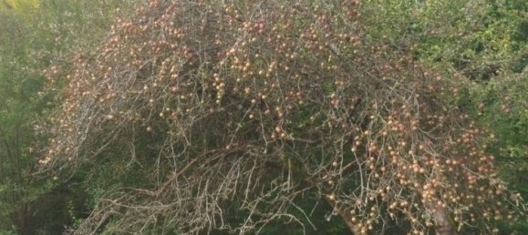 3-salle Maison à Mariasdorf, Austria No. 243263 19