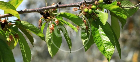 Grundstück in Montecchio, Italy 1712m², Nr. 76611 8