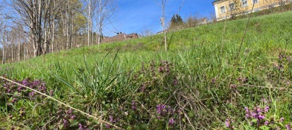 Земельный участок 1817м² в Мариацелль, Австрия № 235922 9