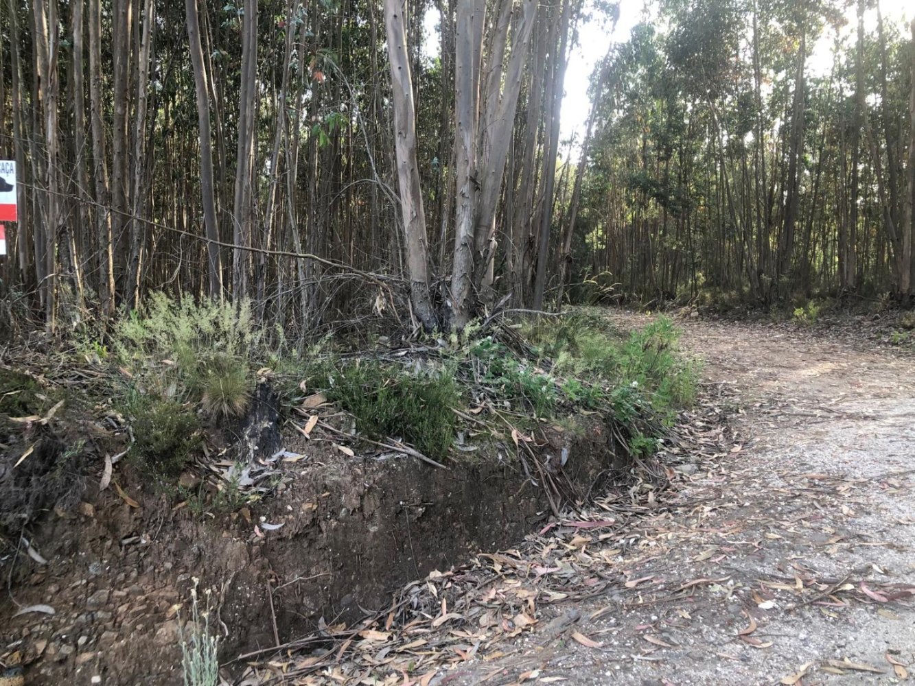 Land in Figueiro dos Vinhos, Portugal No. 194934