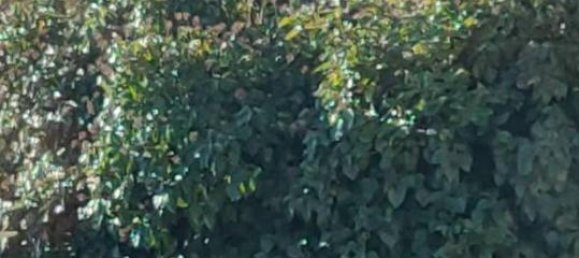 6-salle Maison à Capannori, Italy No. 86861 18