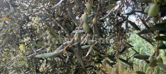 Casa de 4 dormitorios en Loreto Aprutino, Italy No. 81715 3