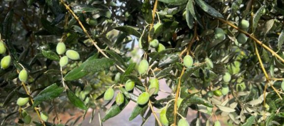 Casa de 4 dormitorios en Loreto Aprutino, Italy No. 81715 32