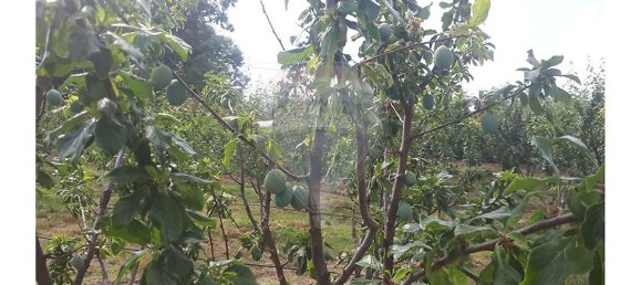 2 Schlafzimmer Haus in Caria, Portugal, Nr. 54173 14