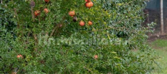 Villa de 2 dormitorios en Graffignano, Italy No. 157852 90