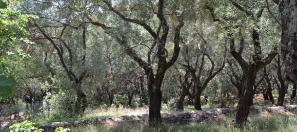 Hotel in Corfu, Greece 9500m², Nr. 7167 4