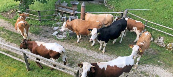 Terreno en Strobl, Austria 1113647 m² No. 163789 4