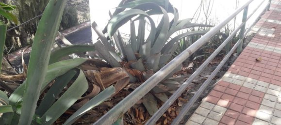 قطعة أرض في Las Palmas De Gran Canaria, Spain 671متر مربع رقم 101453 6