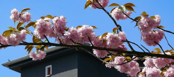 1 Schlafzimmer Wohnung in Wilhelmsruh, Germany, Nr. 287266 9
