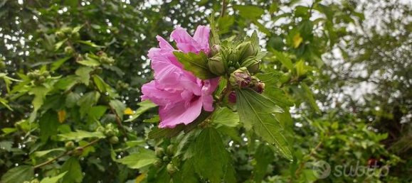 4 rooms Villa in Ceriana, Italy No. 251802 8