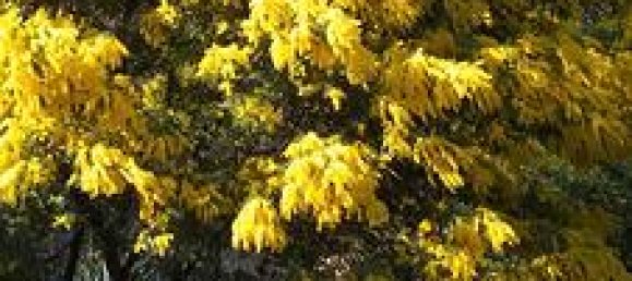 4 rooms Villa in Ceriana, Italy No. 251802 11