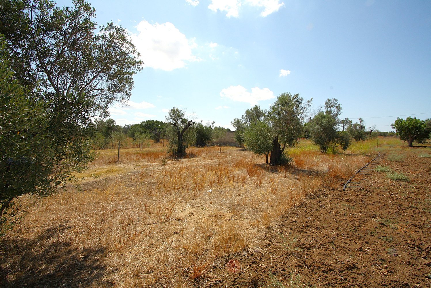 1 chambre Terrain à Matino, Italy No. 309156