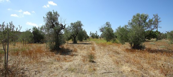 1 chambre Terrain à Matino, Italy No. 309156 18