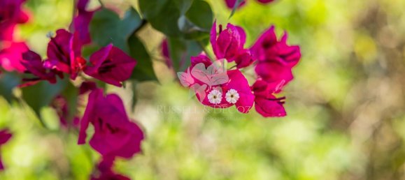 Villa de 3 dormitorios en Olhao, Portugal No. 123922 21