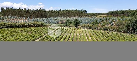 Terrain à Azambuja, Portugal 23488m² No. 39532 17