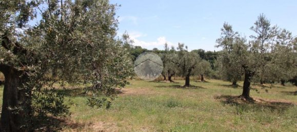 1-Zimmer Grundstück in Fara in Sabina, Italy, Nr. 79901 18