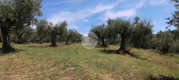 1-Zimmer Grundstück in Fara in Sabina, Italy, Nr. 79901 7