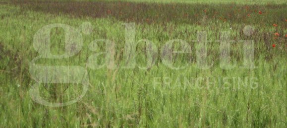 7250m² Land in Cavallermaggiore, Italy No. 263241 8