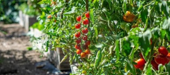 3 Schlafzimmer Haus in Monchique, Portugal, Nr. 294151 35