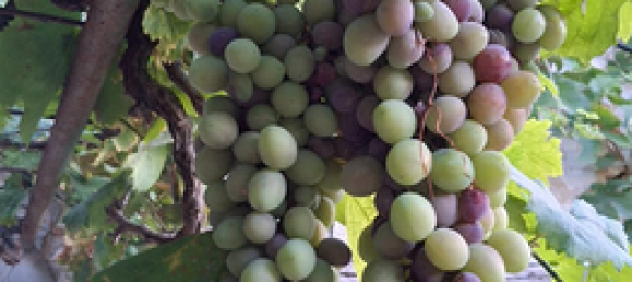 4 rooms Villa in Castellammare del Golfo, Italy No. 276713 2