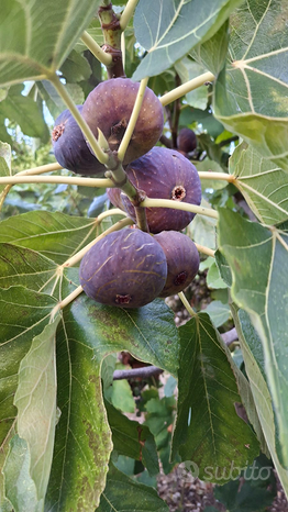 4 rooms Villa in Castellammare del Golfo, Italy No. 276713