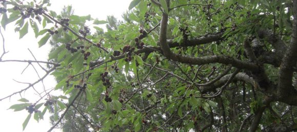 3 chambres Maison à Agnone, Italy No. 328492 46