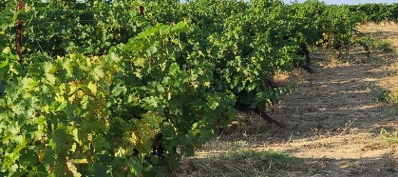 Terrain à Occitanie, France No. 342124 2