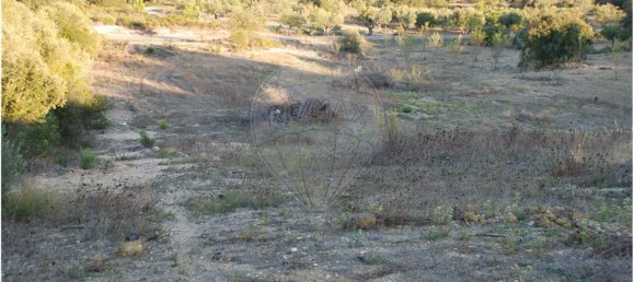 Terreno en Golega, Portugal 5771 m² No. 64166 3