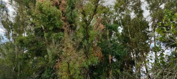 Terreno en Neviano, Italy 9889 m² No. 122534 2