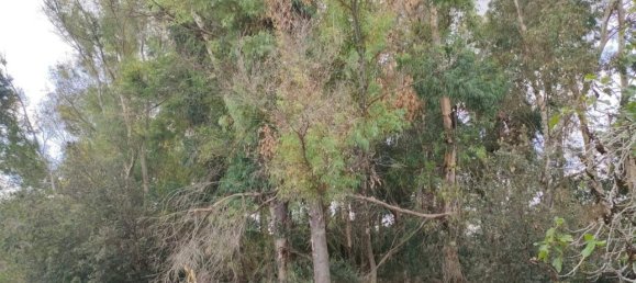 Terreno en Neviano, Italy 9889 m² No. 122534 11