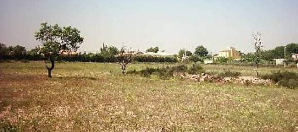 100000m² Land in San Vicente del Raspeig, Spain No. 22296 4