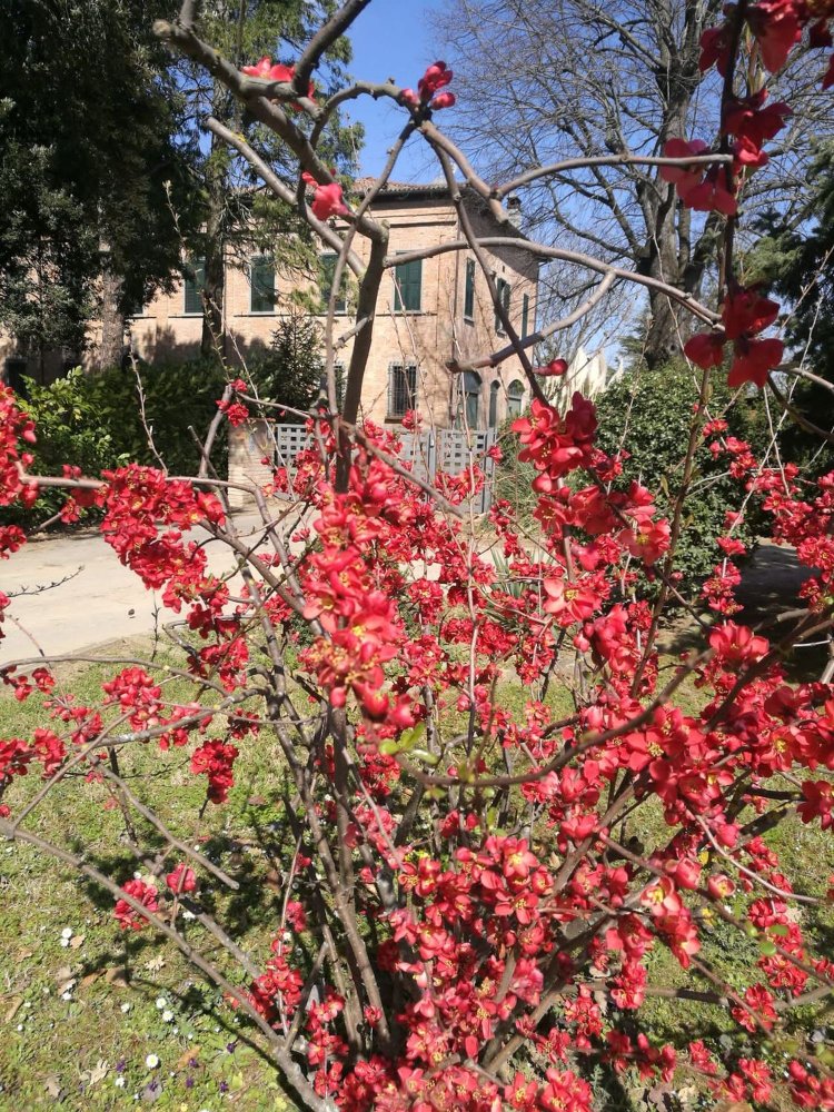 11 rooms Villa in Faenza, Italy No. 164112