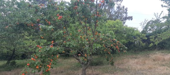 7500m² Land in Livorno, Italy No. 72043 9