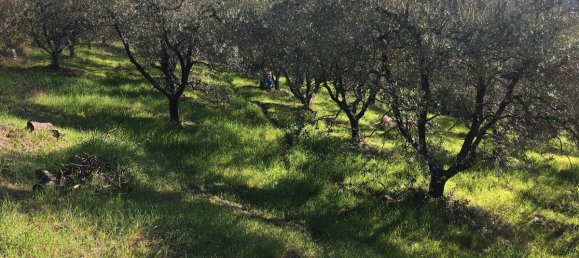 7500m² Land in Livorno, Italy No. 72043 20