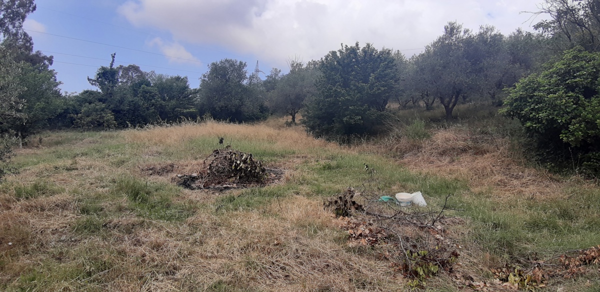 7500m² Land in Livorno, Italy No. 72043