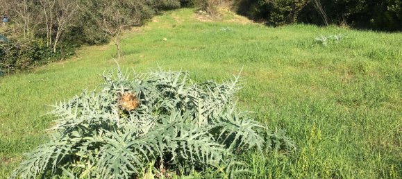 7500m² Land in Livorno, Italy No. 72043 25