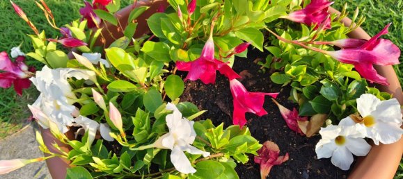 Estudio en Gorizia, Italy No. 267995 3