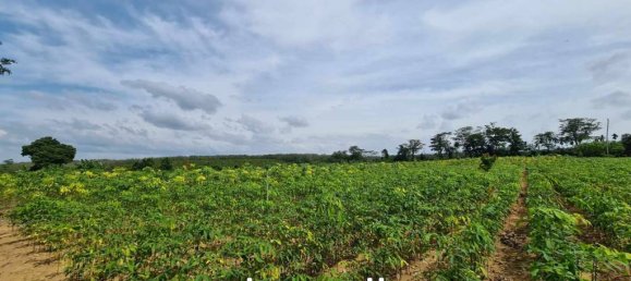 Propiedad comercial en Mai Khao, Thailand No. 14287 4