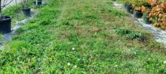 10000m² Land in Zola Predosa, Italy No. 264532 5