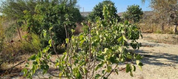 3 Schlafzimmer Villa in Moni, Cyprus, Nr. 18732 15