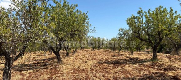 Terreno en Ostuni, Italy 10000 m² No. 279646 8