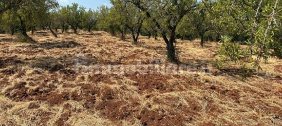 Terreno en Ostuni, Italy 10000 m² No. 279646 10