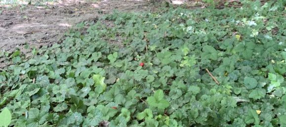 3 bedrooms Villa in Cologne, Germany No. 356019 18