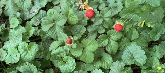 3 bedrooms Villa in Cologne, Germany No. 356019 19