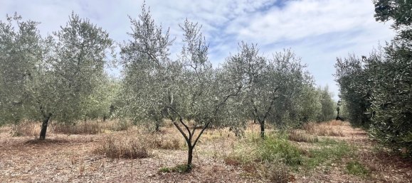 60000m² Land in Rosignano Marittimo, Italy No. 275572 4
