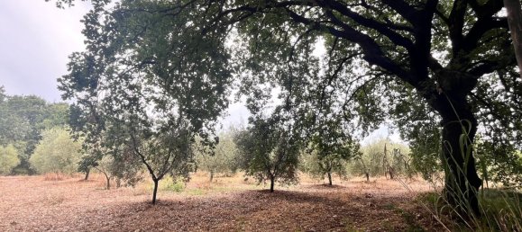 60000m² Land in Rosignano Marittimo, Italy No. 275572 3