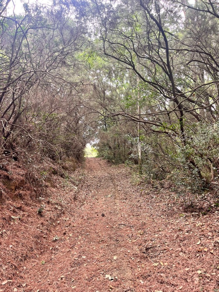 60000m² Land in Rosignano Marittimo, Italy No. 275572