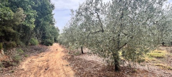 60000m² Land in Rosignano Marittimo, Italy No. 275572 5