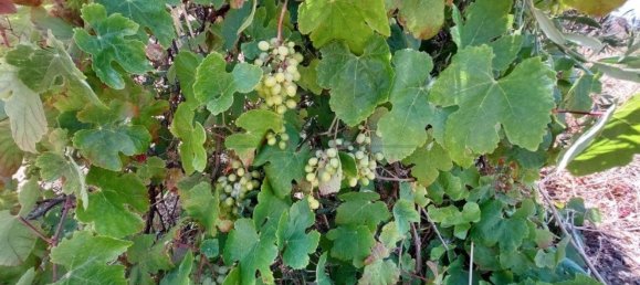 Terrain à Castro Marim, Portugal 2920m² No. 56395 4